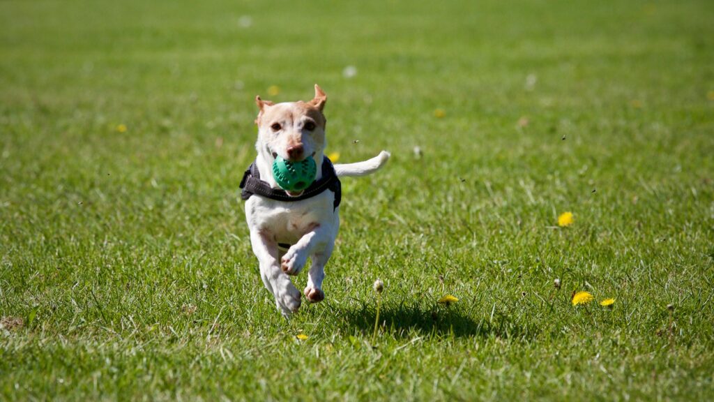 A small dog wearing a harness runs joyfully across a green field, carrying a green ball in its mouth. The bright, sunny day and open grass provide a playful backdrop, with a few yellow dandelions scattered throughout the field.